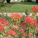 Pieris japonica 'Flaming Silver'